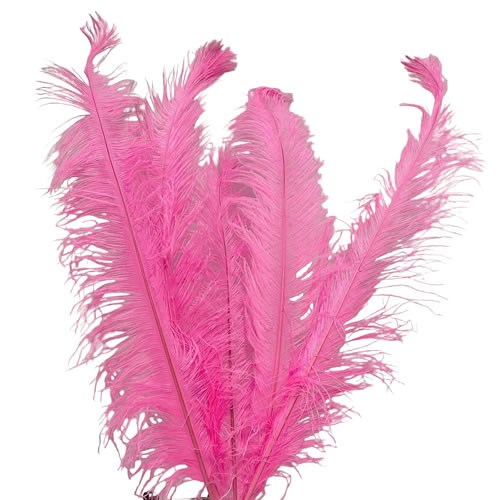 Fuchsia ostrich feathers store