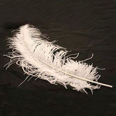 Ostrich Feathers - White - Clearance