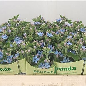 Oxypetalum Pale Blue