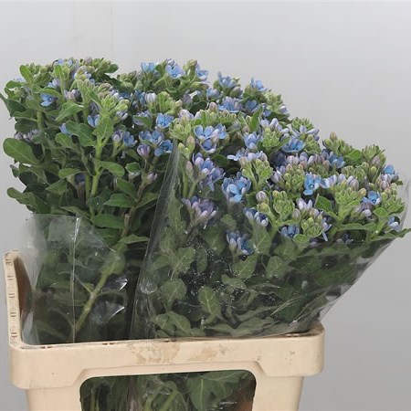 Oxypetalum Pale Blue