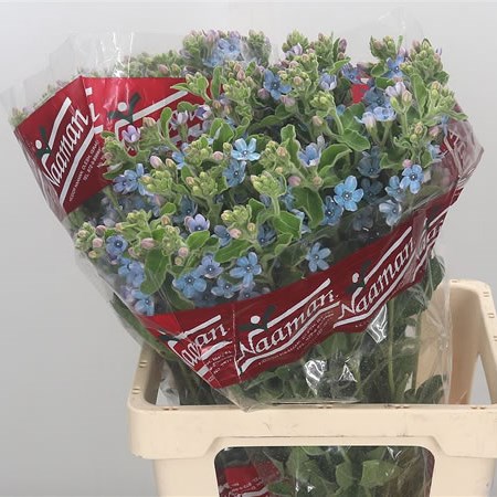 Oxypetalum Pale Blue