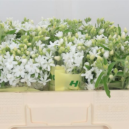 Oxypetalum White