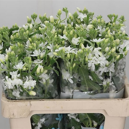 Oxypetalum White Double