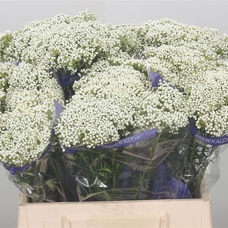 Ozothamnus Cooks Pure White