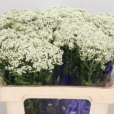 Ozothamnus Cooks Pure White