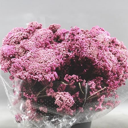Ozothamnus Preserved Cerise (100gm)