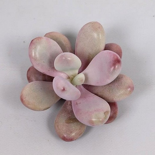 PACHYPHYTUM MOMMOBIJN 5CM