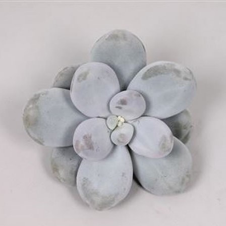 PACHYPHYTUM OVIFERUM 5cm