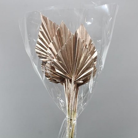 PALM SPEARS CHAMPAGNE (DRIED)
