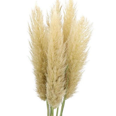 PAMPAS GRASS PUMILA (FRESH)