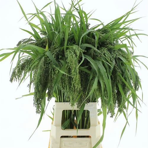 PANICUM EXPLOSION GRASS