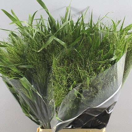 PANICUM FOUNTAIN GRASS