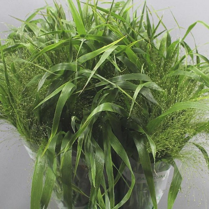 PANICUM FOUNTAIN GRASS