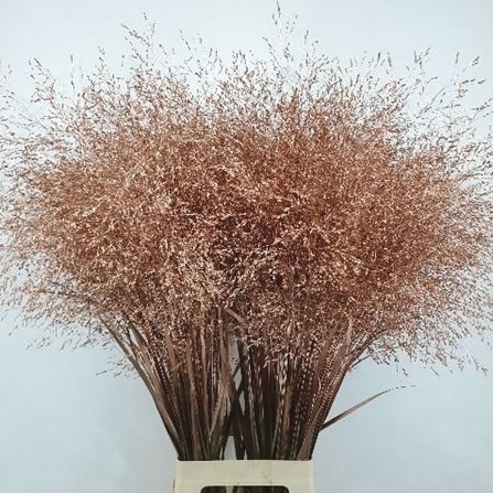 PANICUM GRASS DYED COPPER