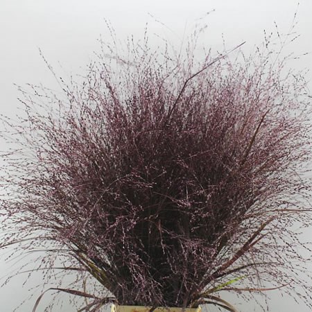 PANICUM WARRIOR GRASS DYED AUBERGINE