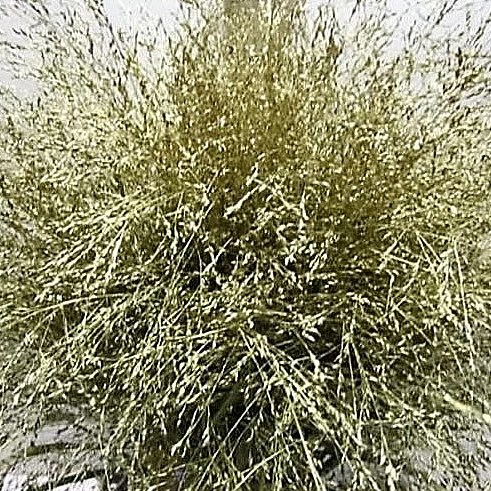 PANICUM WARRIOR GRASS DYED GOLD