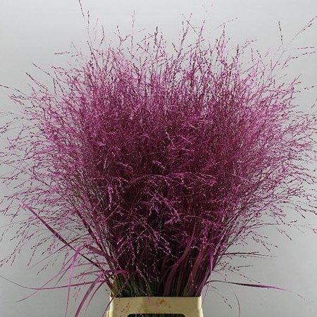 PANICUM WARRIOR GRASS DYED CERISE