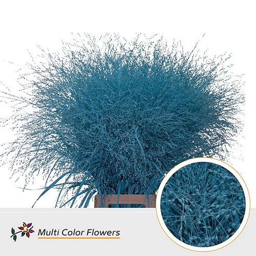 PANICUM WARRIOR GRASS DYED LIGHT BLUE
