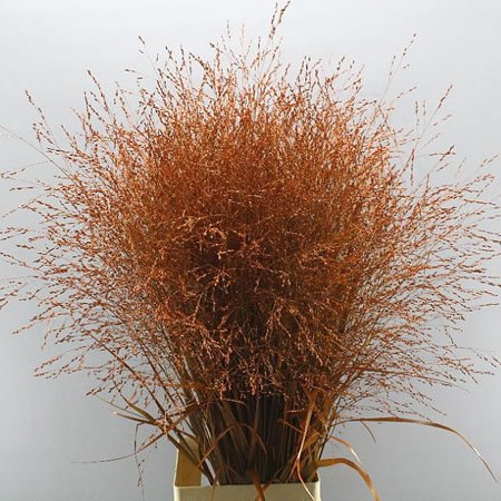 PANICUM WARRIOR GRASS DYED ORANGE