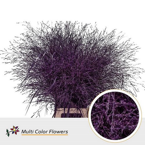 PANICUM WARRIOR GRASS DYED PURPLE
