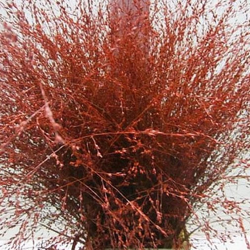 PANICUM WARRIOR GRASS DYED RED