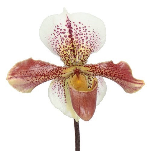 PAPHIOPEDILUM HYBRIDEN