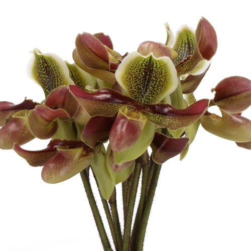 PAPHIOPEDILUM VAN DYCK