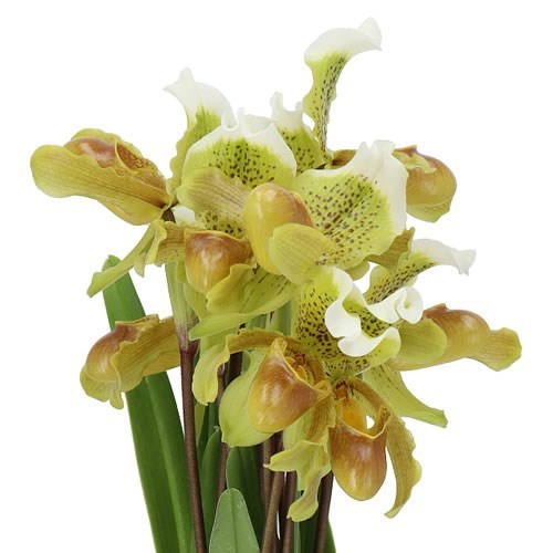 PAPHIOPEDILUM VENUS