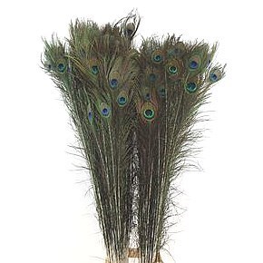 Peacock Feathers