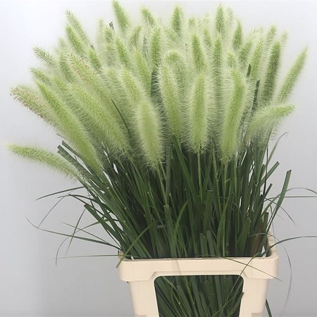 PENNISETUM GRASS BLONDIE