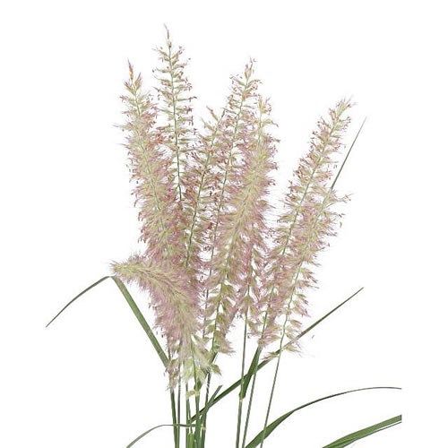 PENNISETUM KARL ROZE