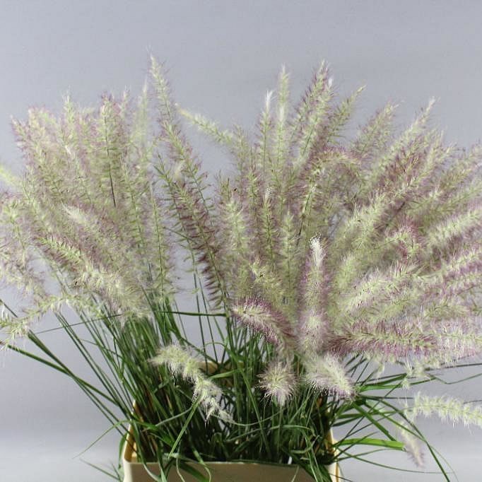 PENNISETUM KARL ROZE