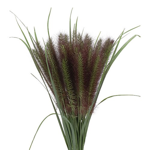 PENNISETUM PURPLE BARON