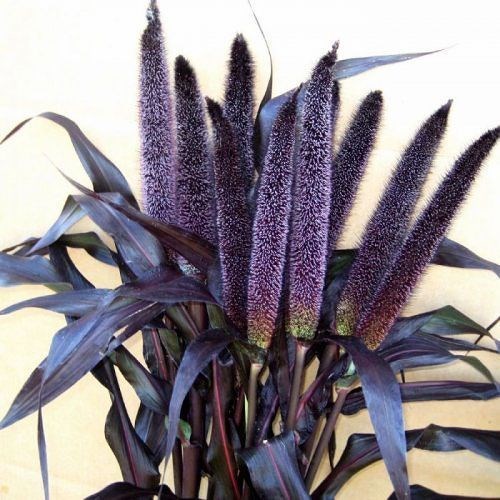 PENNISETUM PURPLE MAJESTIC