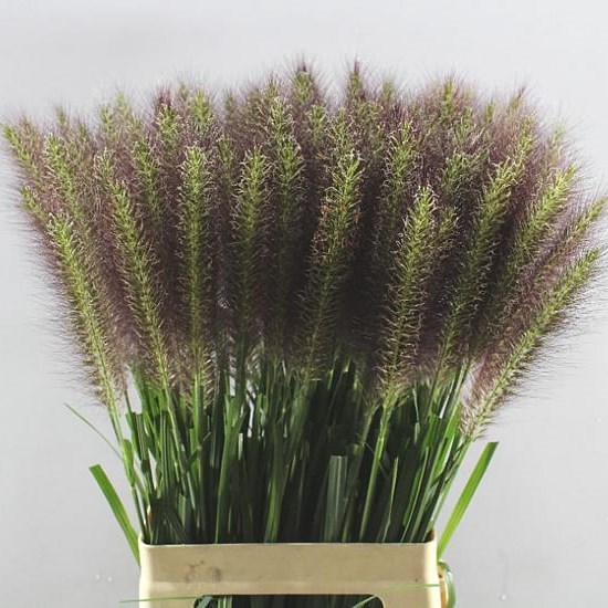 PENNISETUM REDHEAD