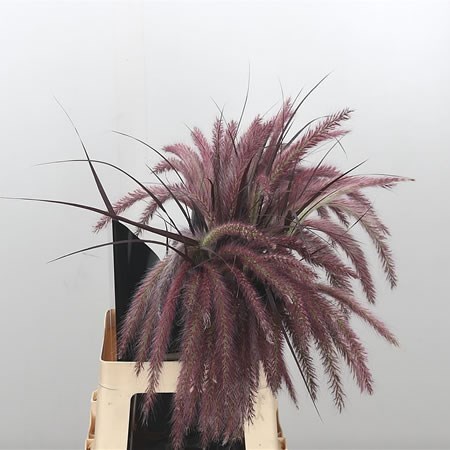 PENNISETUM RUBRUM GRASS