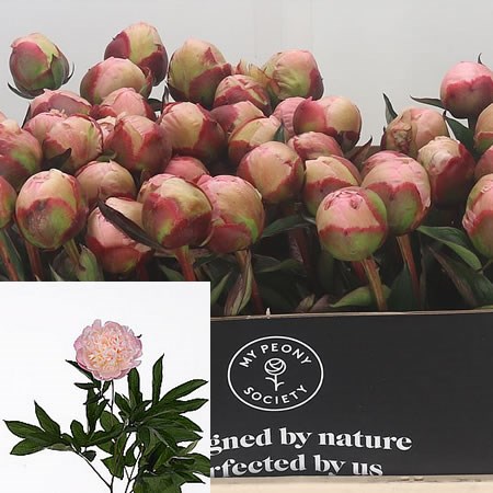 PEONY ALBERT CROUSSE