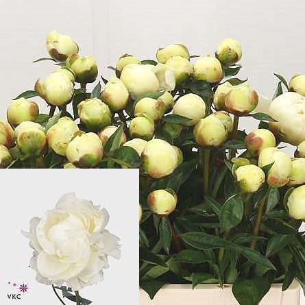 PEONY ANN COUSINS