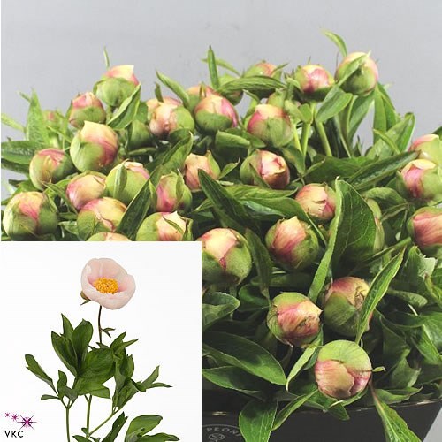 PEONY ATHENA