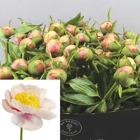 PEONY ATHENA