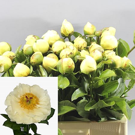 PEONY AVALANCHE