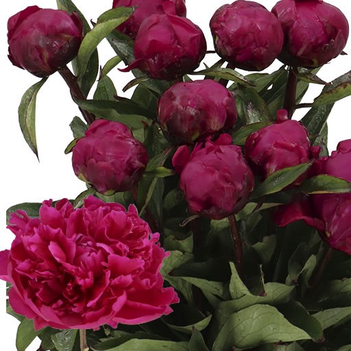 PEONY AVIS VARNER