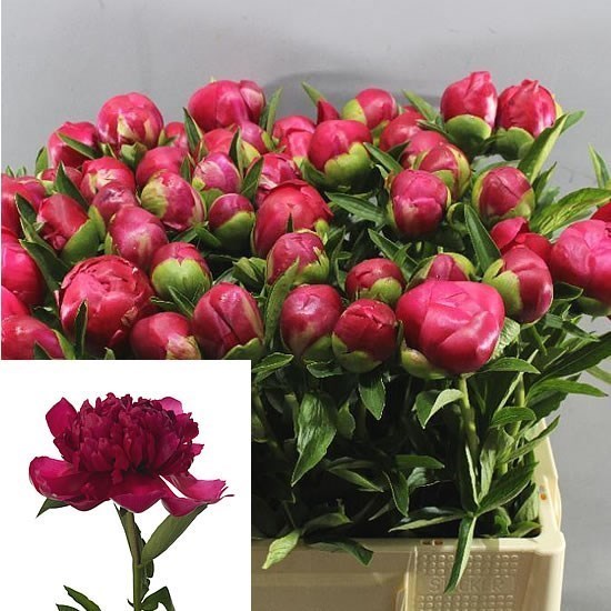 PEONY BELGRAVIA