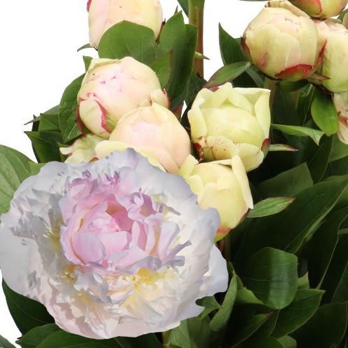 PEONY BLUSH QUEEN