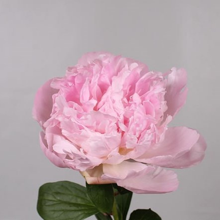 PEONY BOULANGER