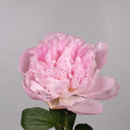 PEONY BOULANGER