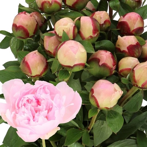 PEONY BOULANGER