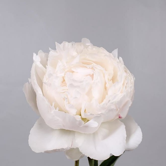 PEONY BOWL OF CREAM