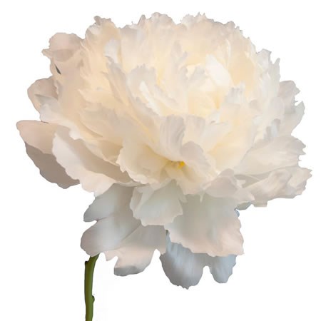 PEONY BOWL OF CREAM