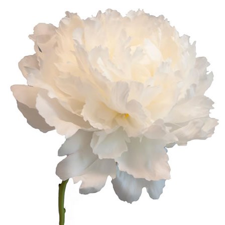 PEONY BOWL OF CREAM